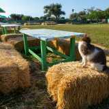 �Lo abbiamo portato qui dopo essere stato investito da un�auto � spiega la padrona di casa -. Anche il gatto Ciccio Ciccio ha un passato molto triste: fu infatti abbandonato in estate su una strada statale�